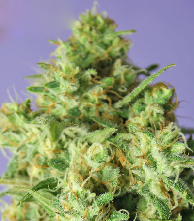 Семена сорта Bulk Smash Auto fem (Dr. Krippling Seeds)
