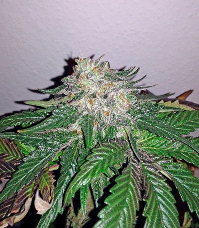 Семена сорта Caramel Kush fem (00 Seeds)