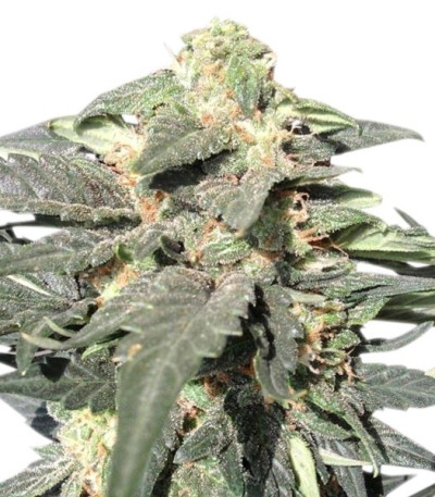 Семена сорта Royal Haze Automatic fem (Royal Queen Seeds)