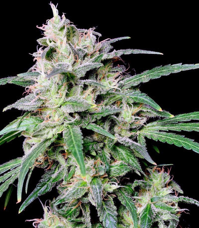 Семена сорта Crystal Candy fem (Sweet Seeds)