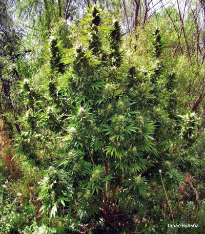 Семена сорта Eleven Roses fem (Delicious Seeds)