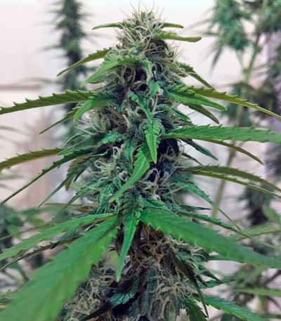 Семена сорта Botafumeiros fem (Sweet Seeds)