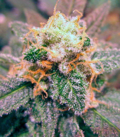 Семена сорта Jack 47 fem (Sweet Seeds)