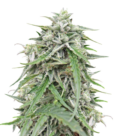 Семена сорта Auto NL fem (Female Seeds)