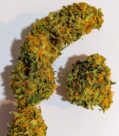 Семена сорта Big Bud Auto fem (Herbies Seeds)