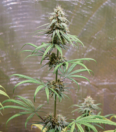 CBD Compassion fem (Dutch Passion)