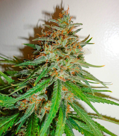Семена сорта Critical XXL fem (Herbies Seeds)