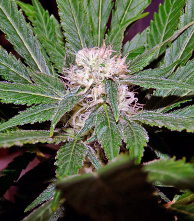 Семена сорта S.A.D. Sweet Afgani Delicious S1 fem (Sweet Seeds)