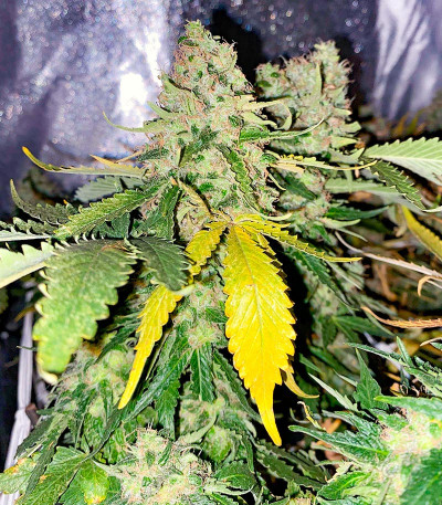 Семена конопли сорта White Widow