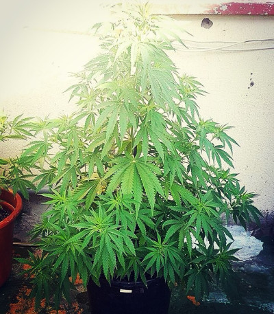 Семена сорта White Widow Original fem (Sumo Seeds)