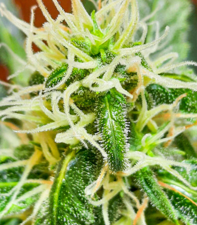 Семена сорта Big Satana Auto fem (Семяныч)