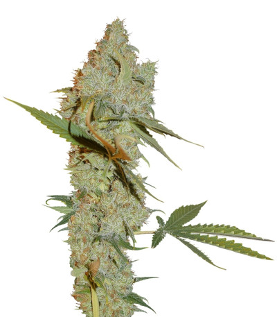 Семена сорта Chocolope reg (DNA Genetics)