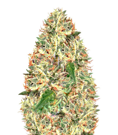 Семена сорта Delhi Cheese Auto Fem (Vision Seeds)