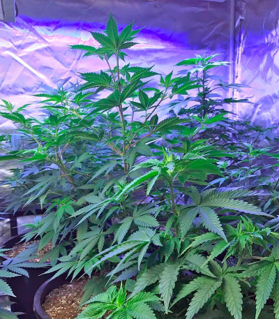 Семена сорта Amnesia Kush fem (Dinafem Seeds)