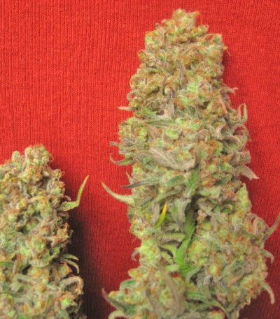 Семена сорта Critical Haze fem (Resin Seeds)