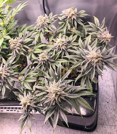 Семена сорта Dozy Breath fem (AlphaFem Seeds)