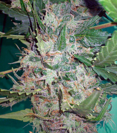 Семена сорта New York City fem (Pyramid Seeds)