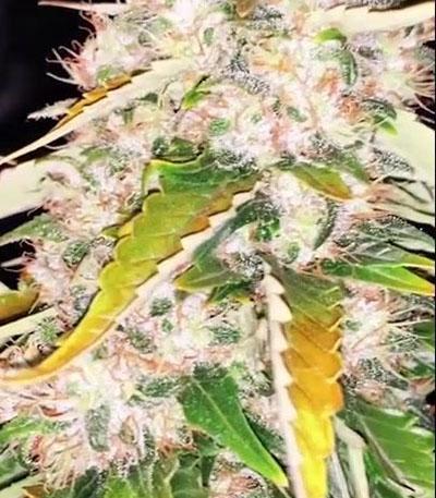 Семена сорта White Widow fem (Green House Seeds)