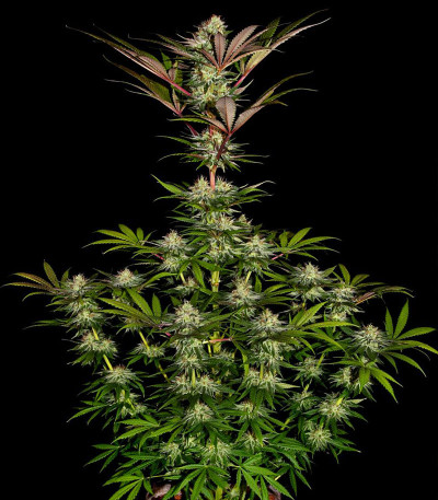 Семена сорта Chocolate Wafflez fem