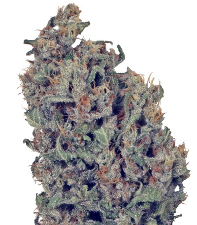 Семена сорта Dutch Cheese fem (Dutch Passion)