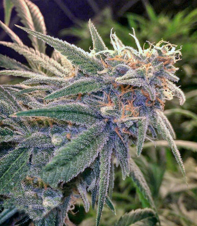 Семена сорта Peppermint Kush fem