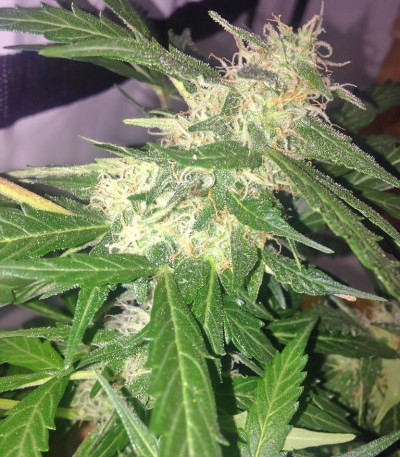 Семена сорта Red Leicester Tease fem (Dr. Krippling Seeds)