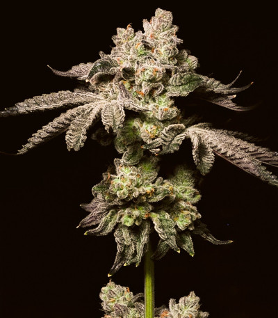 Семена сорта Wrank R2 fem (Ethos Genetics)