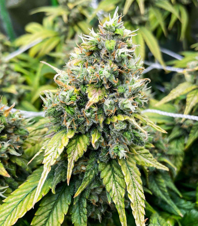 Семена сорта Ultimate Chemdog Fast Version fem (Семяныч)