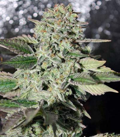 Семена сорта Dutch Kush fem (Paradise Seeds)