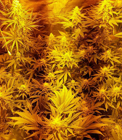 Семена сорта White Caramel Cookie fem (Sumo Seeds)