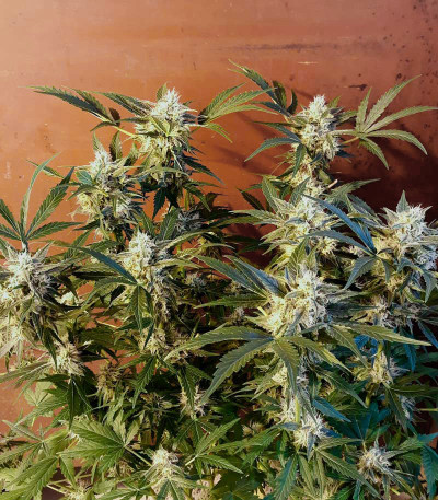 Семена сорта Holy Punch fem (Green House Seeds)