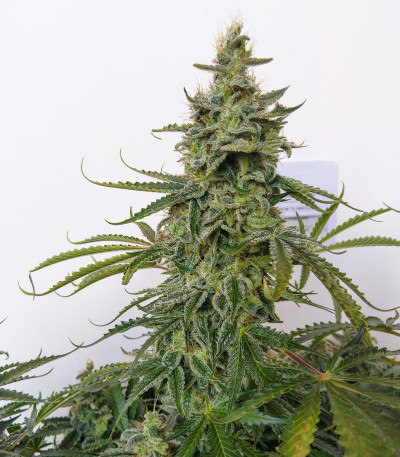 Семена сорта Auto Brooklyn Sunrise fem (Dutch Passion)