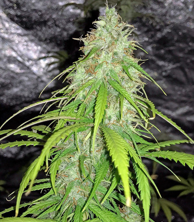 Сорт конопли Cheese Autoflowering