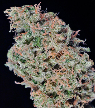 Сорт каннабиса Durban Poison