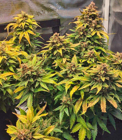 Семена сорта Godzilla Cookies Auto fem (Herbies Seeds)