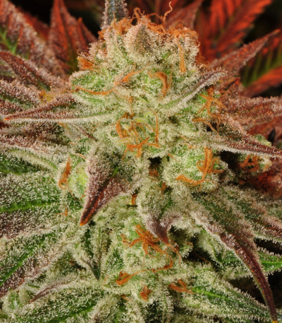 Семена сорта Mob Boss fem (Anesia Seeds)