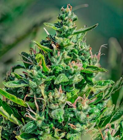 Семена сорта Mystical Autoflower fem (Easy Grow Seeds)