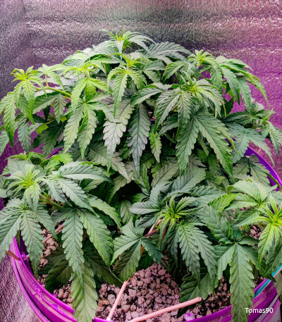 Семена сорта Big Satana Auto fem (Семяныч)