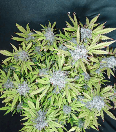 Семена сорта Wedding Cheesecake Auto fem (FastBuds)