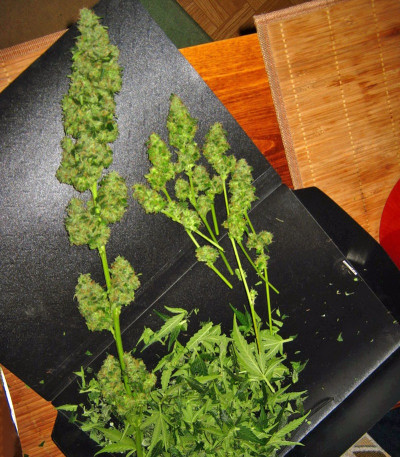 Семена сорта Auto-Bomb fem