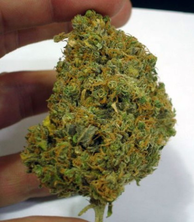 Семена сорта No Name fem