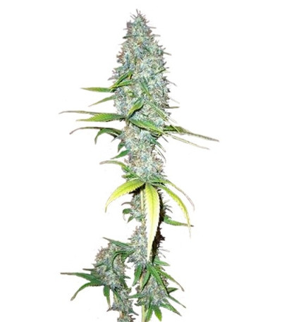 Семена сорта Afghani #1 reg (Sensi Seeds)
