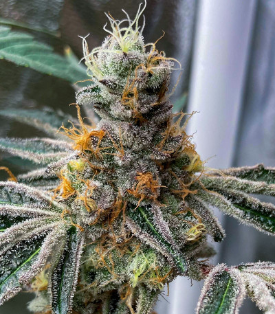 Семена сорта Animorph Mints fem (Compound Genetics)