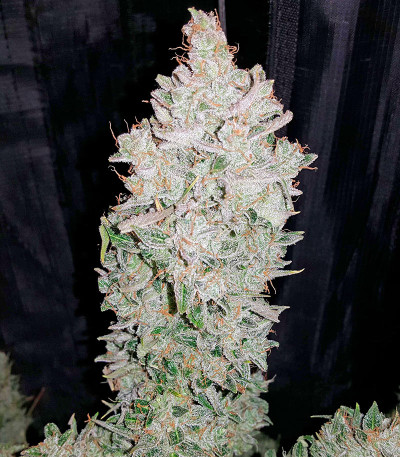 Семена сорта Blue Cheese Autoflowering fem (Dinafem Seeds)