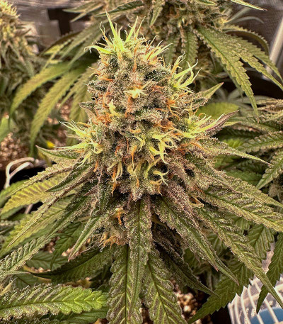 Семена сорта Candy Store RBX fem (Ethos Genetics)