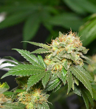 Семена сорта Euforia X fem (Семяныч)