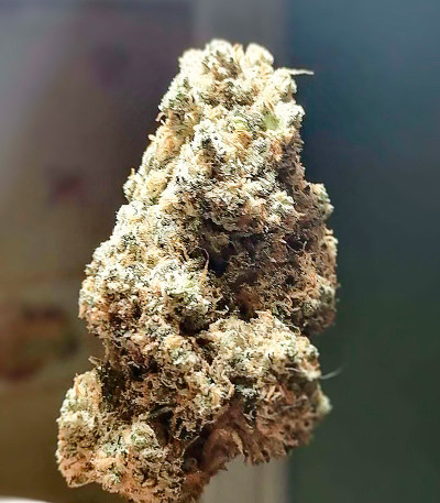 Семена сорта Sherbet Cuvee Cookies fem (Cali Buds Seeds)