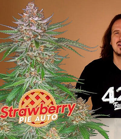 Семена сорта Strawberry Pie Auto fem (FastBuds)