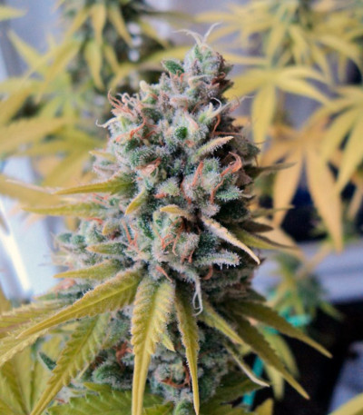 Семена сорта Big Foot fem (Sweet Seeds)