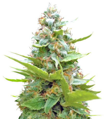 Семена сорта Blueberry fem (Sumo Seeds)